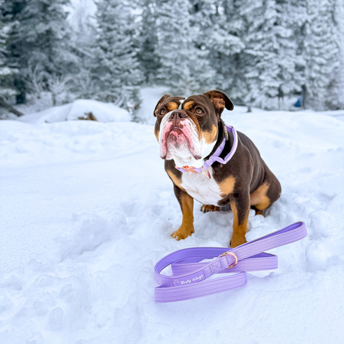 Dog with a purple leash in the snow