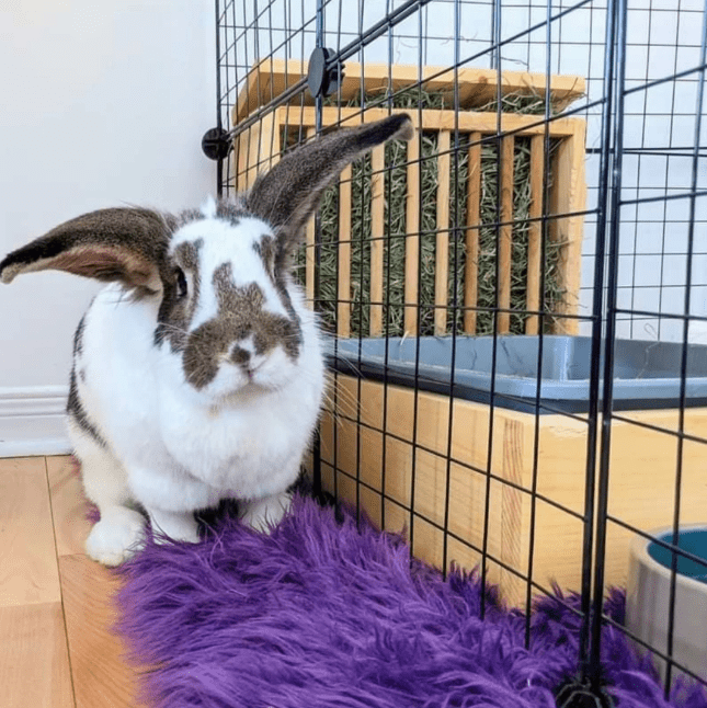 Dowel Style Hay Feeder and Litter Size small animal habitat accessories from Floof Pet Products on a neutral background