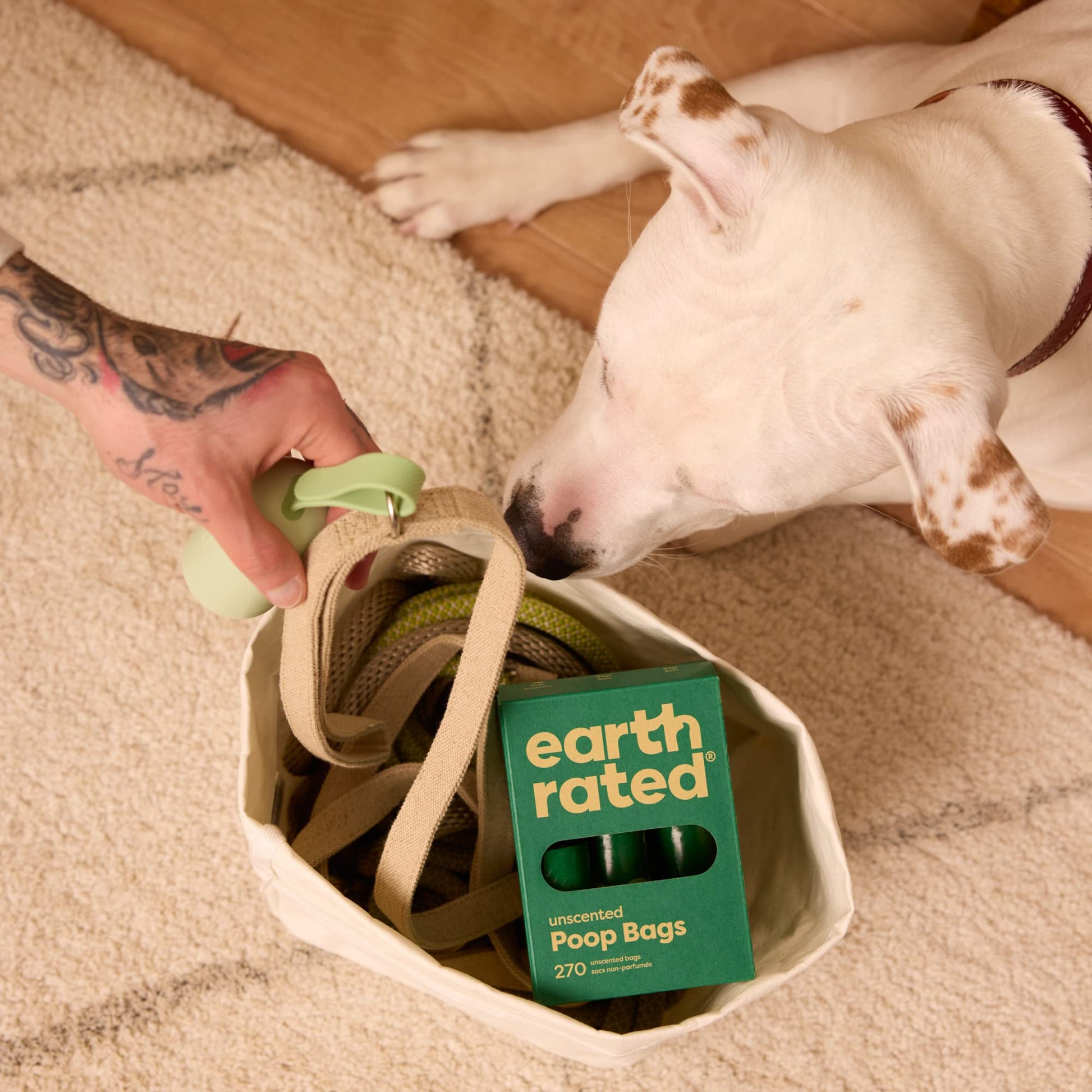 Image of a white dog looking into a walking bag with the Earth Rated poop bags in a 270 box.