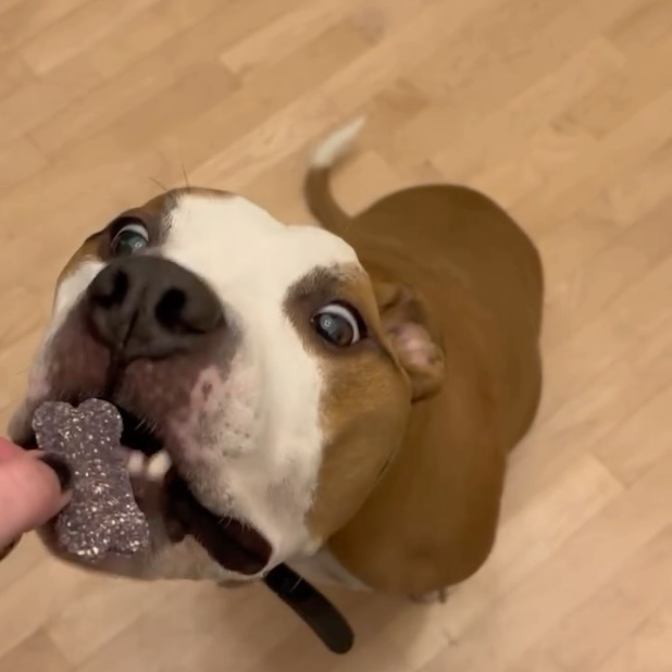 Dog holding a bone-shaped toy with text 'Welcome to The Floof Troop, Fisher' on a wooden floor.