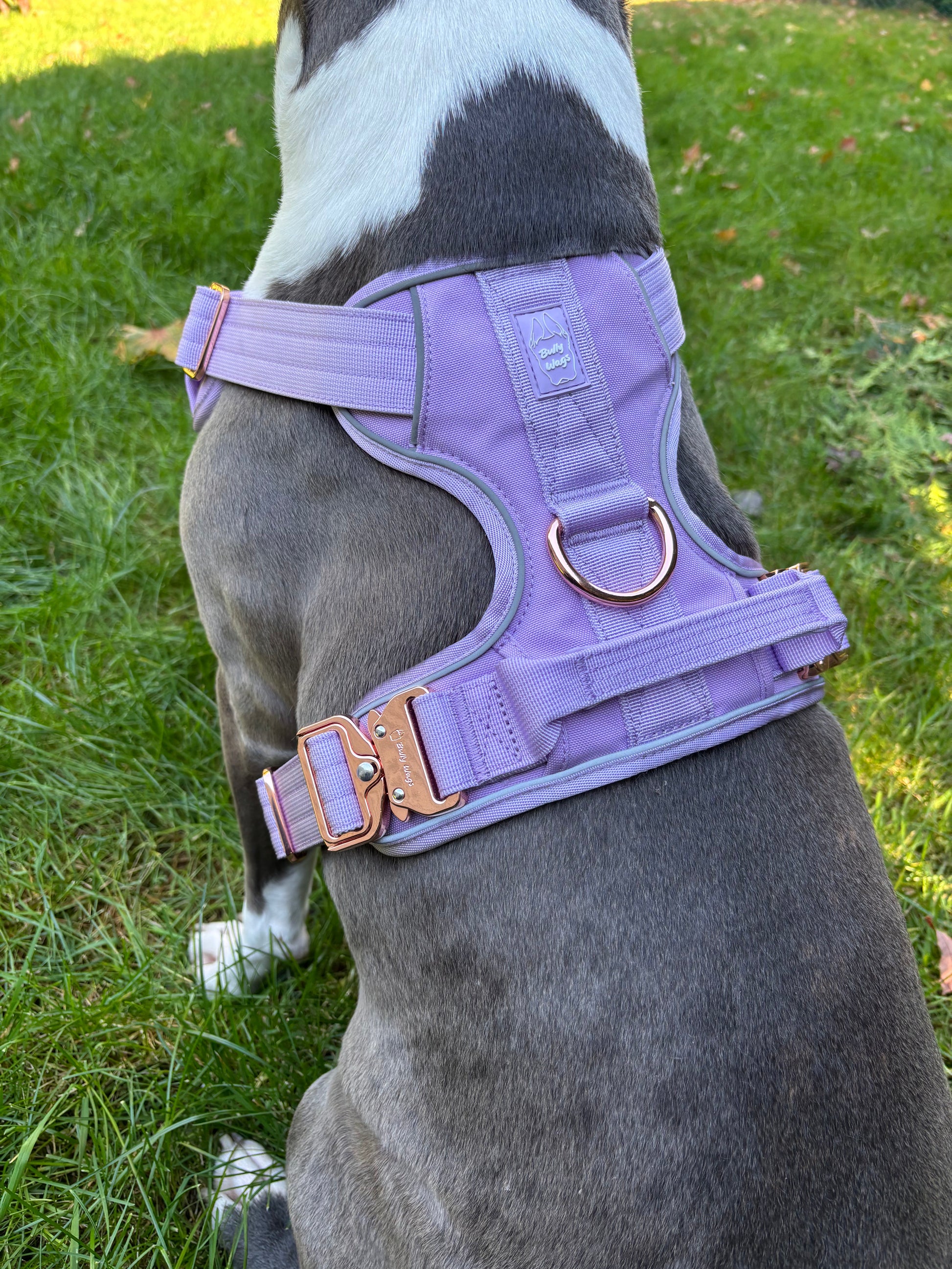 Dog wearing a purple harness on grass