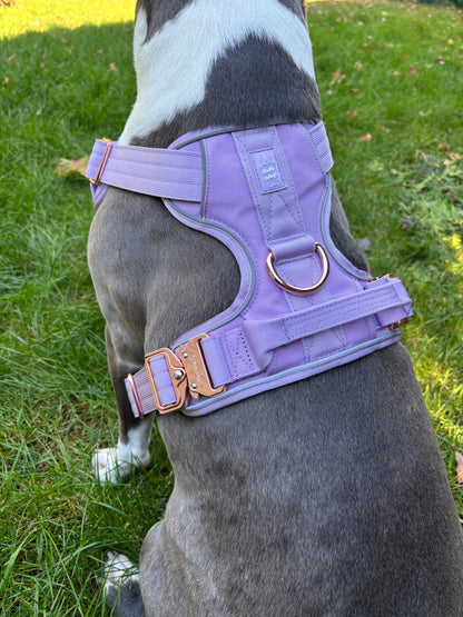 Dog wearing a purple harness on grass