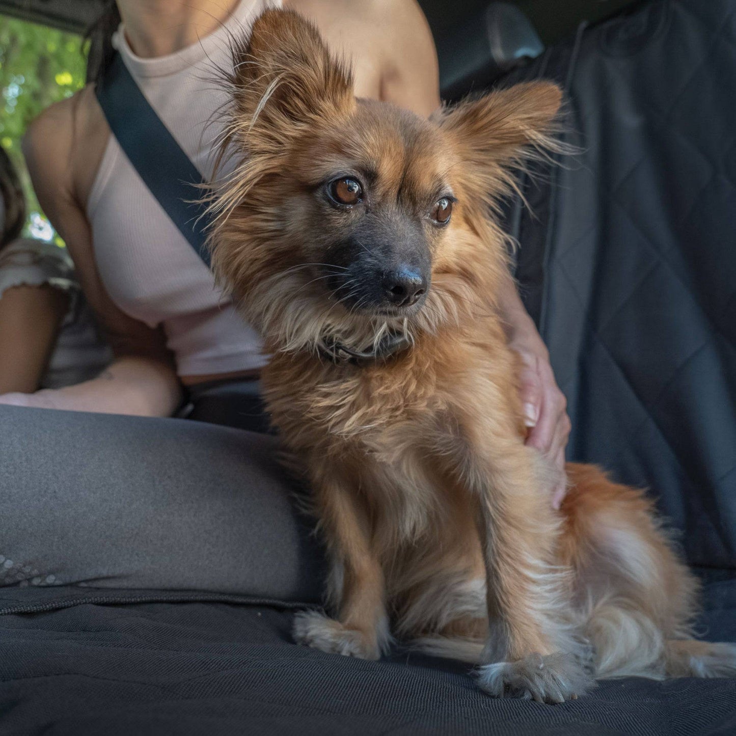Dog sitting in a car with a person in the background