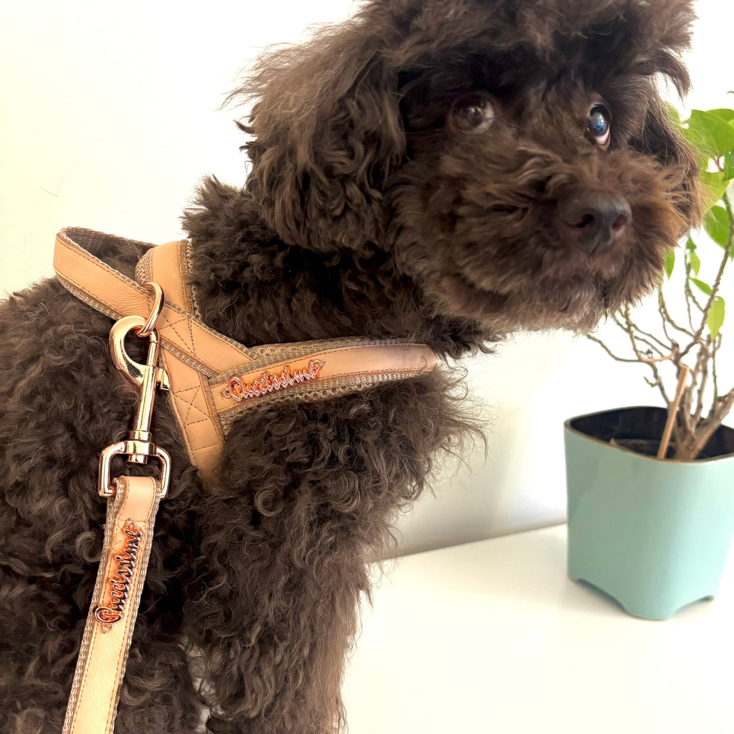 Brown dog wearing a beige harness with a plant in the background