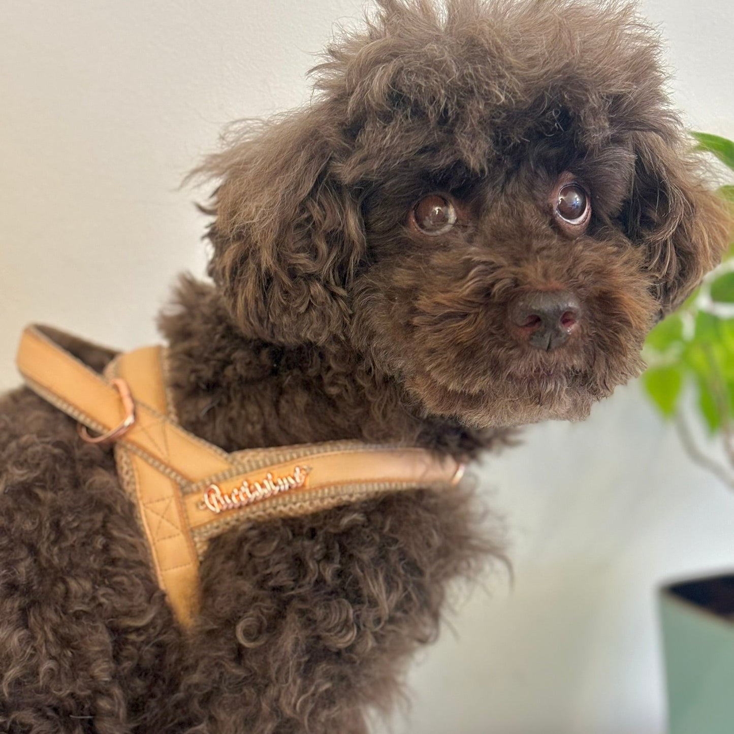 Brown curly-haired dog wearing a yellow harness indoors