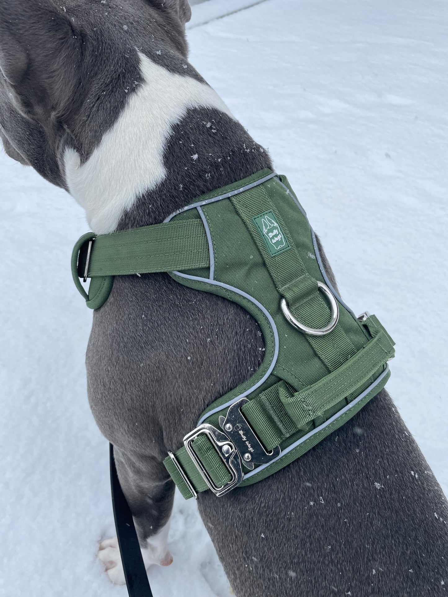Dog wearing a green harness in the snow