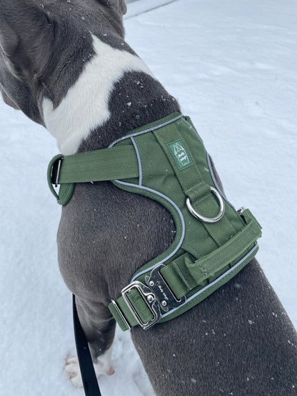 Dog wearing a green harness in the snow