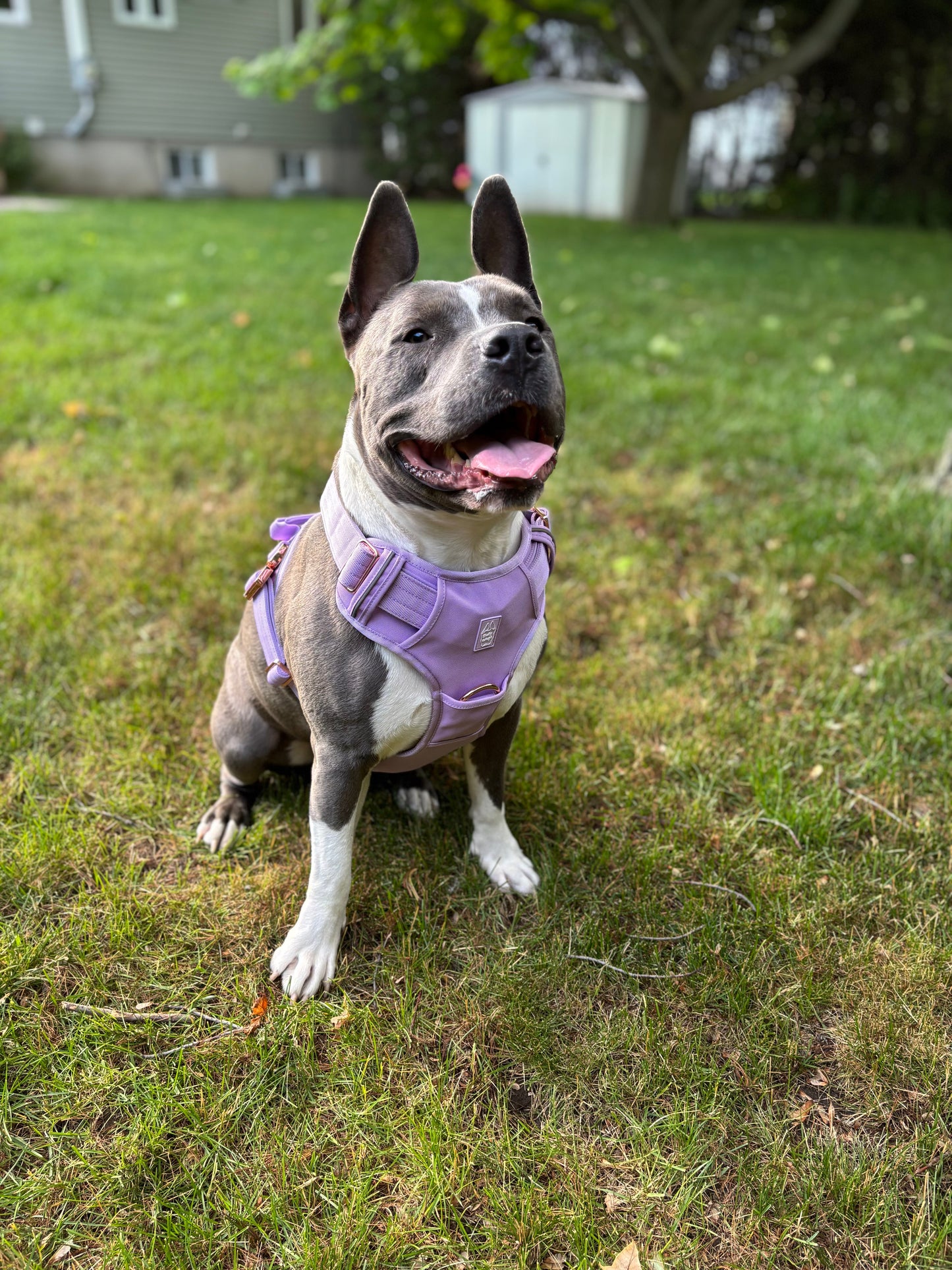 Dog wearing a purple harness sitting on grass with a house in the background