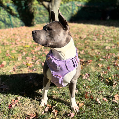 Dog wearing a purple harness in a grassy outdoor setting with trees and fallen leaves.