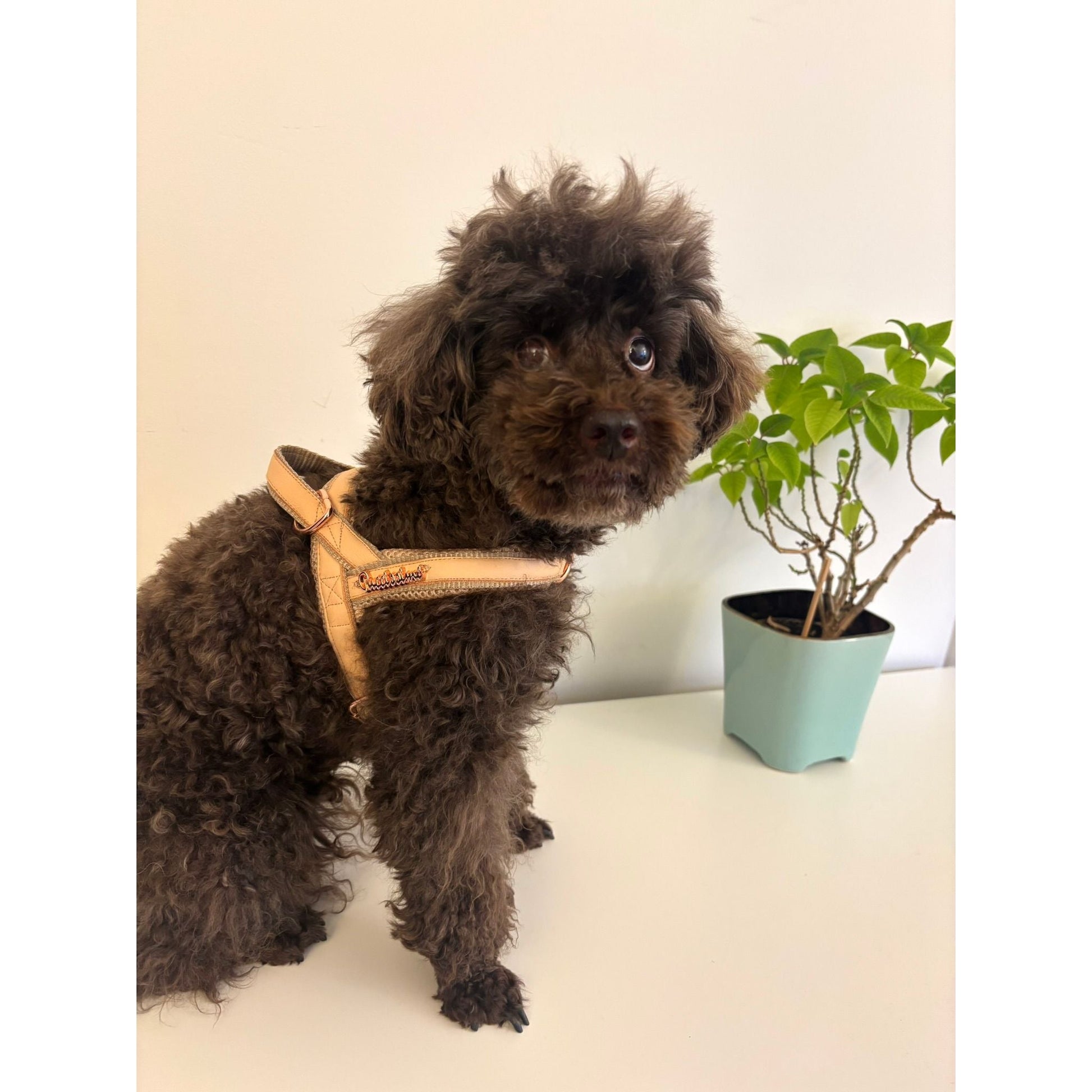Small dog wearing a harness standing on a light surface with a plant in the background.