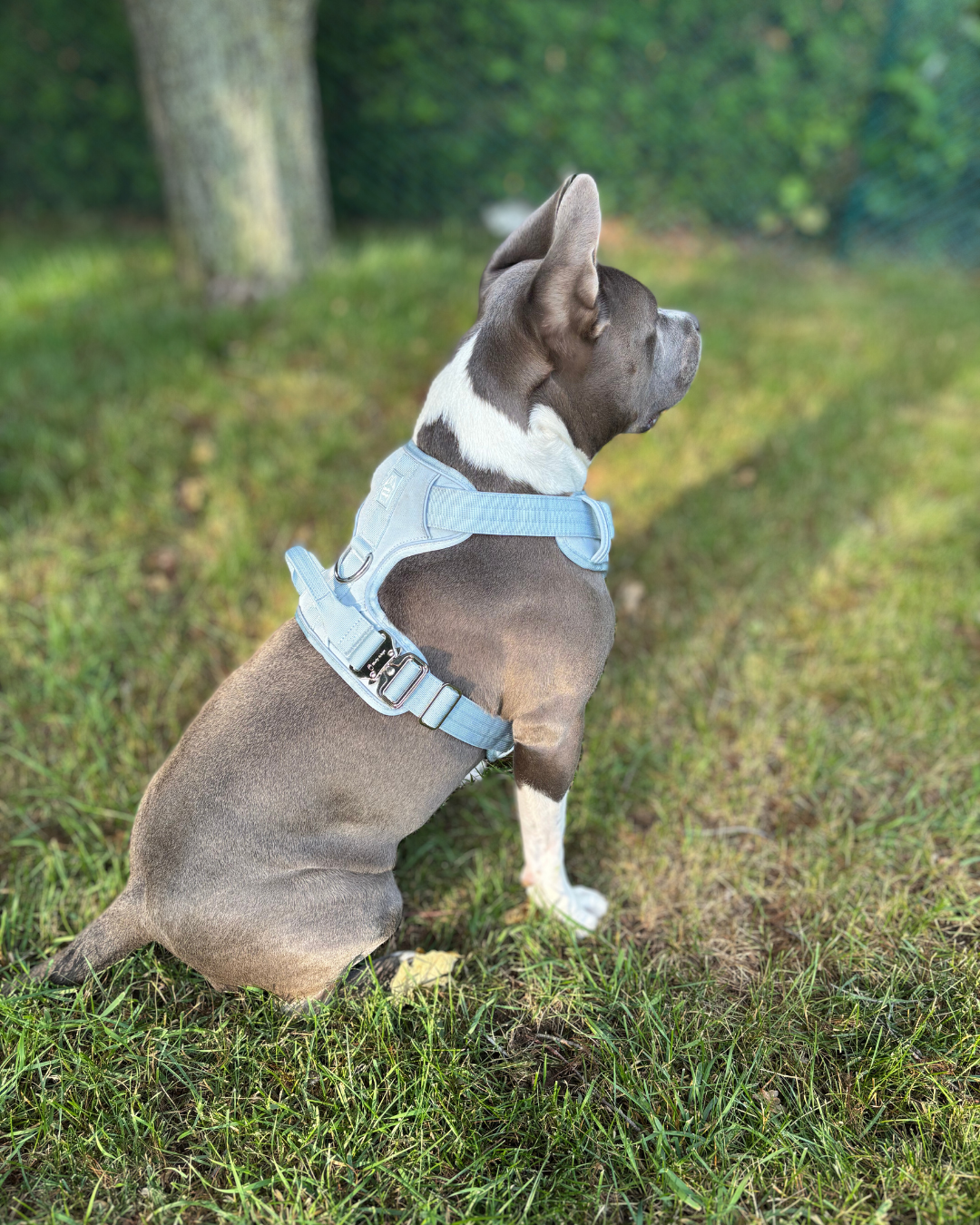 Dog wearing a light blue harness sitting on grass