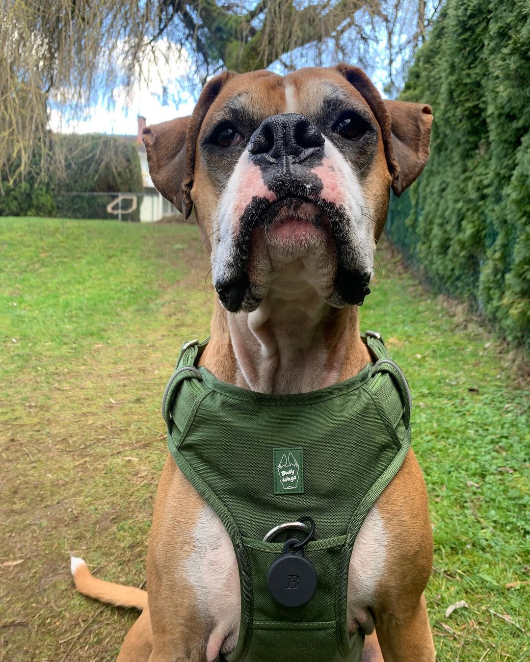 Dog wearing a green harness in an outdoor setting with grass and trees.