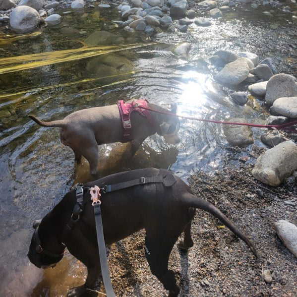 Two dogs in a creek wearing durable walking gear with tangle-free leashes from Bully Wags