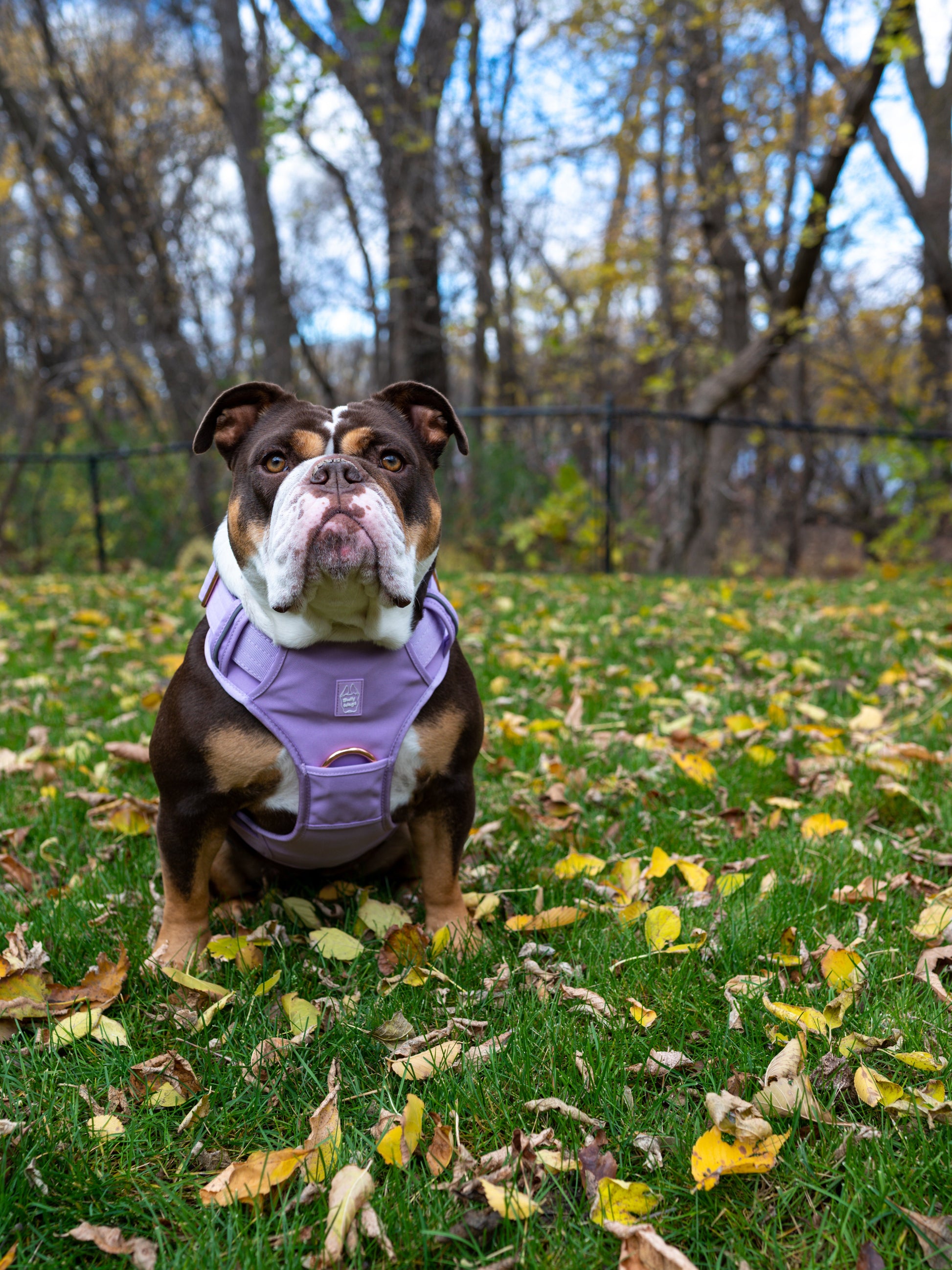 Dog wearing a purple harness standing on grass with fallen leaves and trees in the background