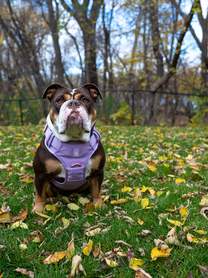 Dog wearing a purple harness standing on grass with fallen leaves and trees in the background
