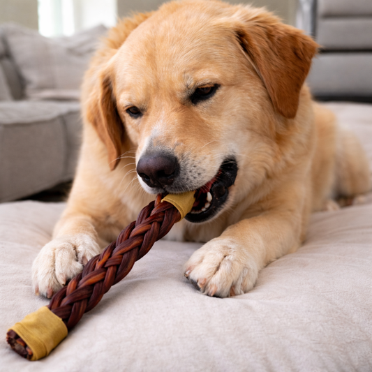 Dog chewing on a braided beef collagen chew on a dog bed.