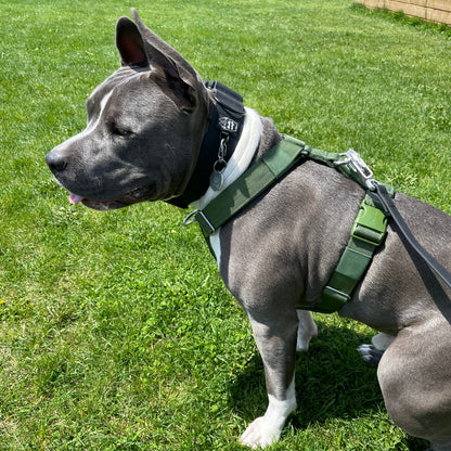 Y Strap Adventure Harness - Cactus Green pet collars & harnesses from Floof Pet Products on a neutral background