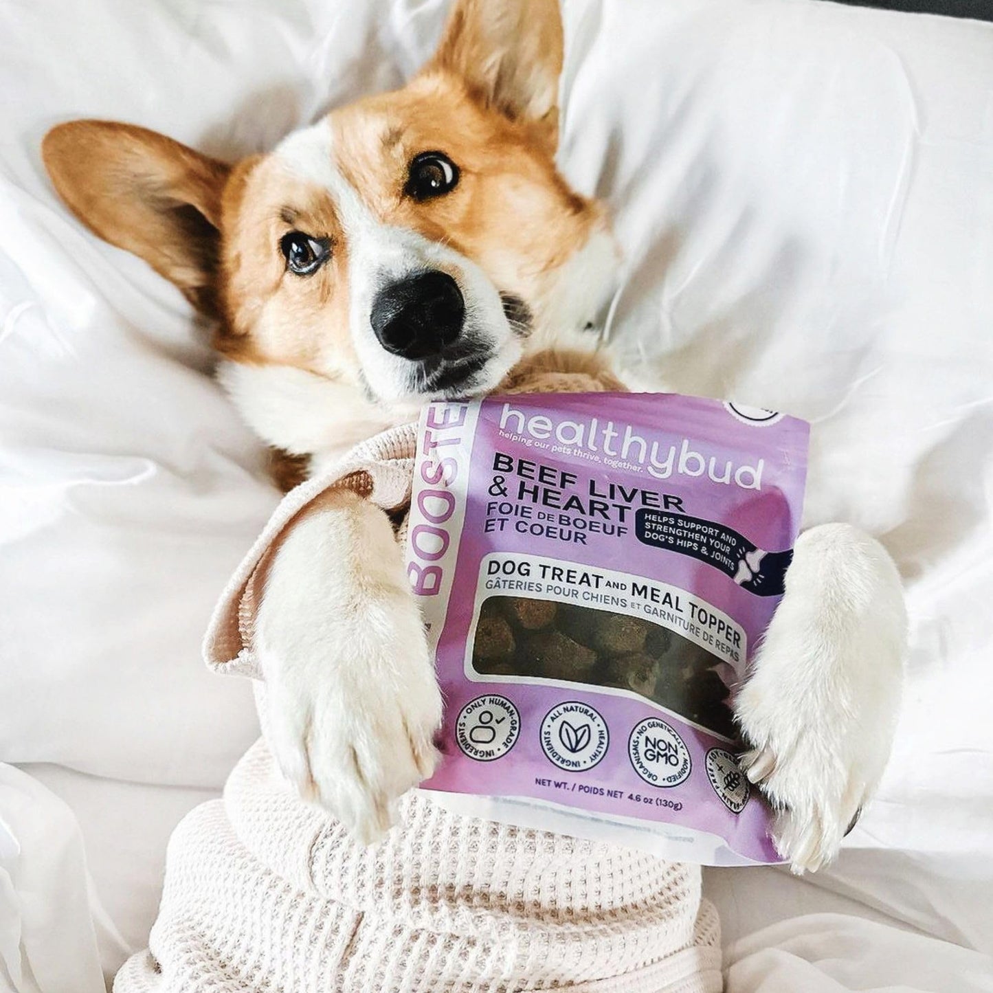 Corgi holding a bag of Heallthybud beef liver and heart training treats