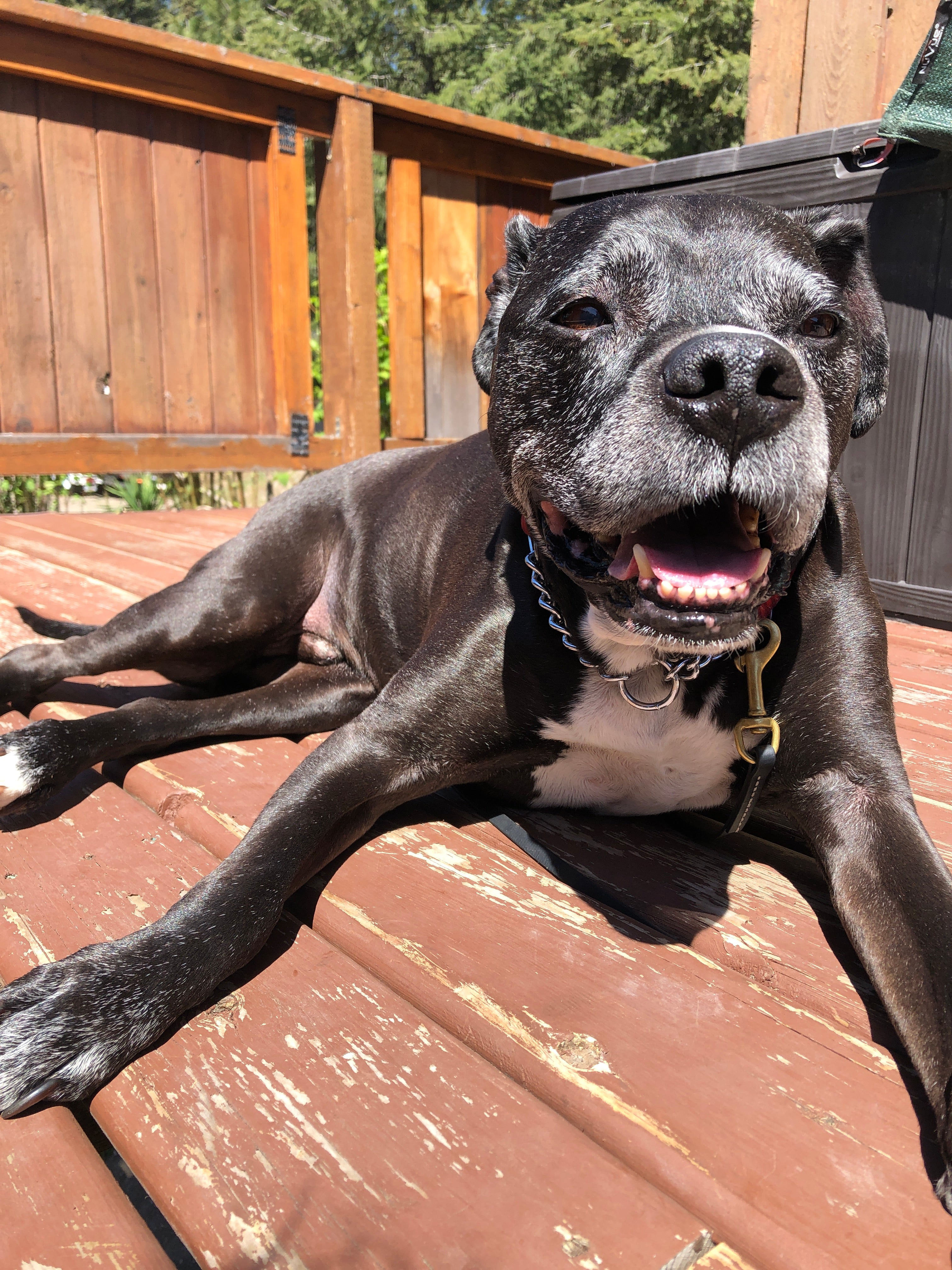 photo of a black dog