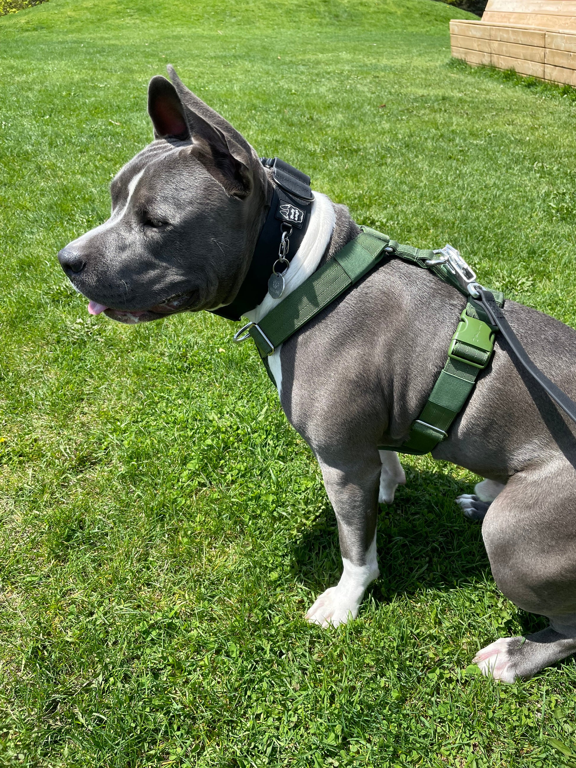 Y Strap Adventure Harness - Cactus Green pet collars & harnesses from Floof Pet Products on a neutral background