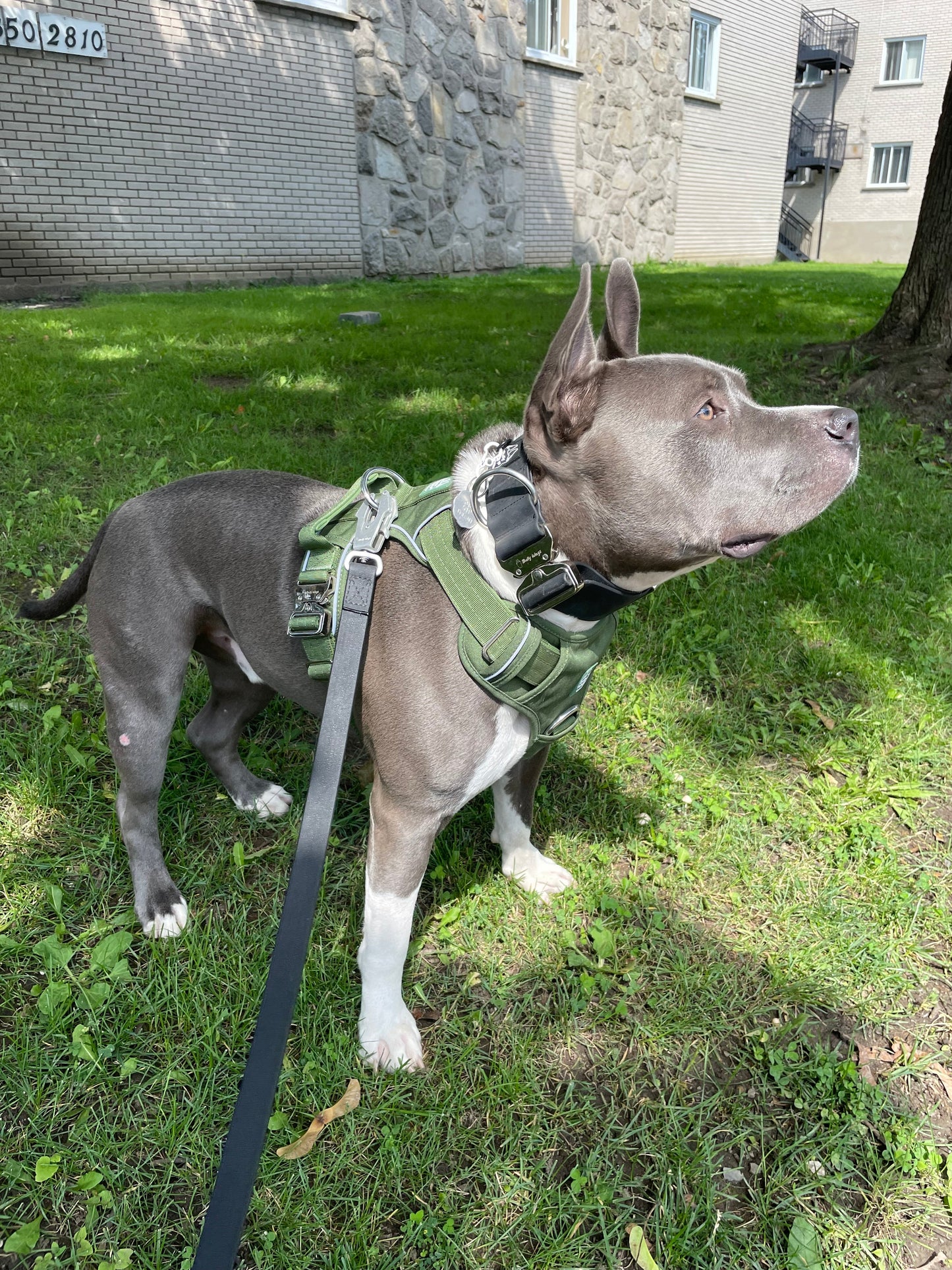 Heavy-Duty Everyday Harness - Cactus Green pet collars & harnesses from Floof Pet Products on a neutral background