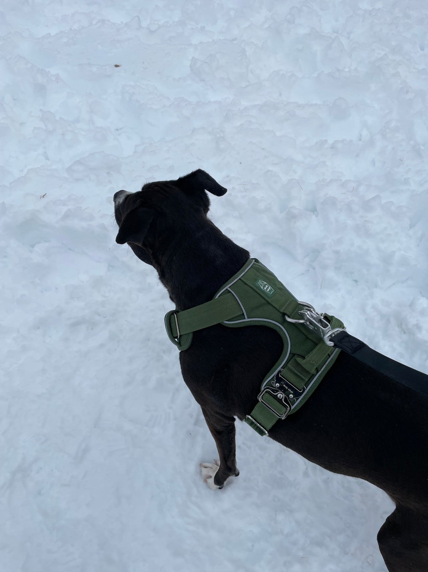 Heavy-Duty Everyday Harness - Cactus Green pet collars & harnesses from Floof Pet Products on a neutral background