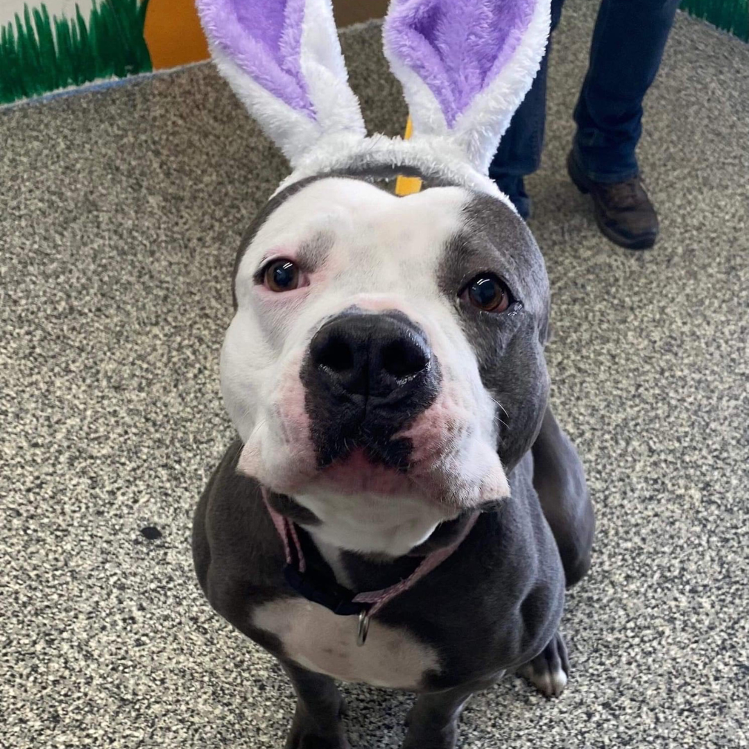Dog wearing bunny ears on a carpeted floor