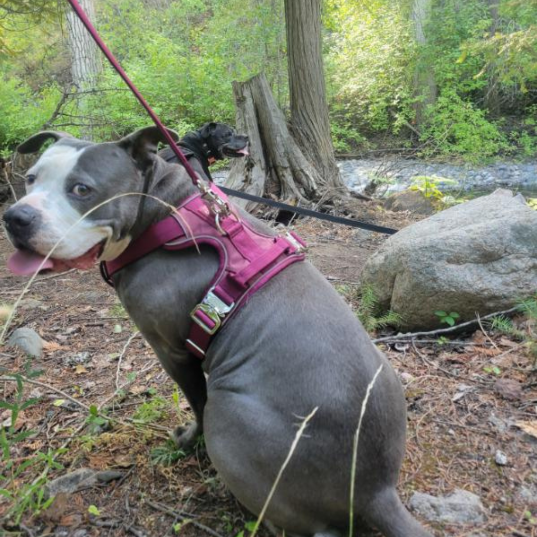 Dog wearing a pink harness in a forest setting
