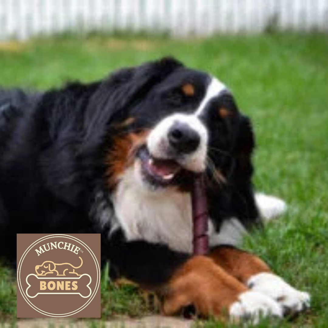 Dog lying on grass with a Munchie Bones logo in the corner