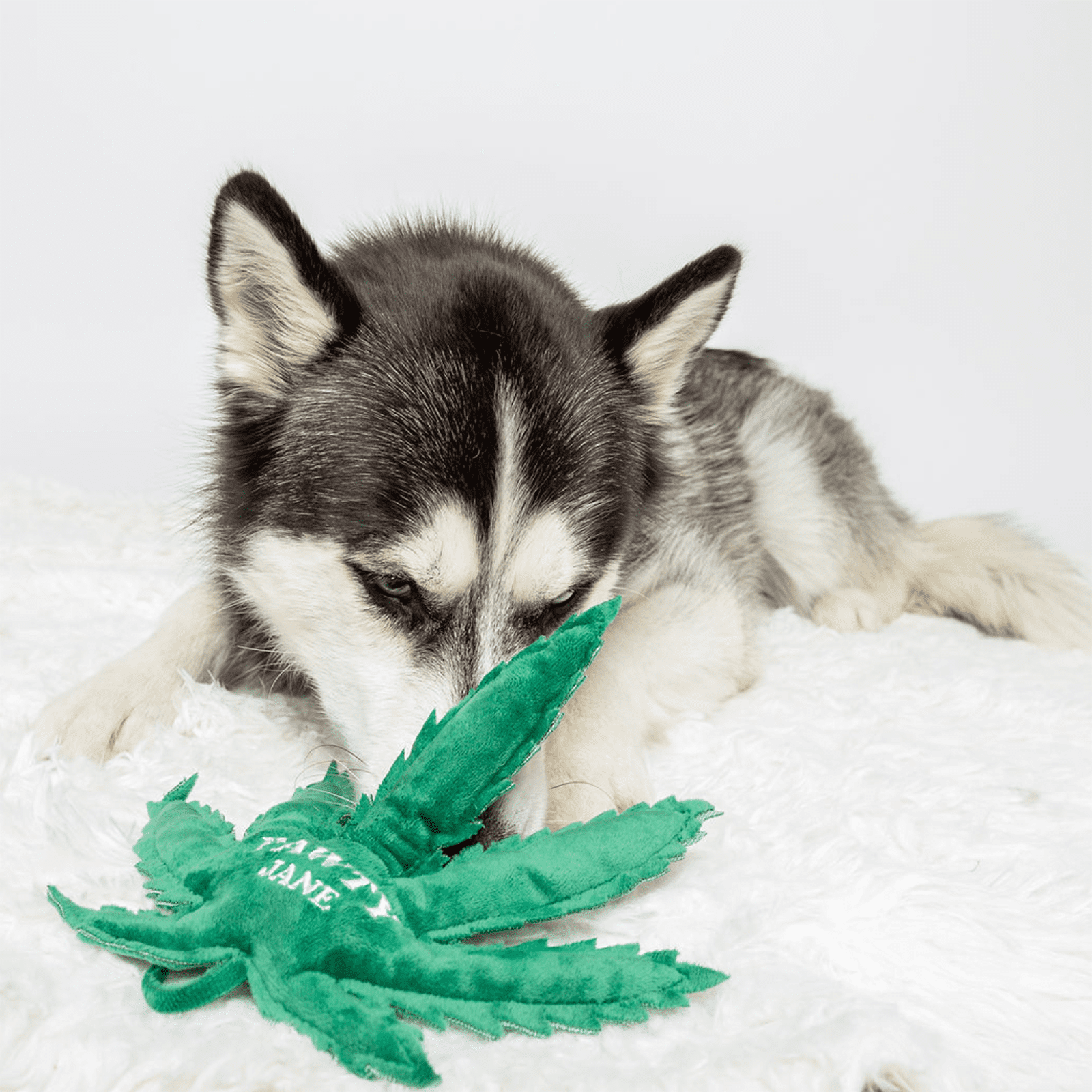 Dog playing with a green leaf-shaped toy on a white blanket