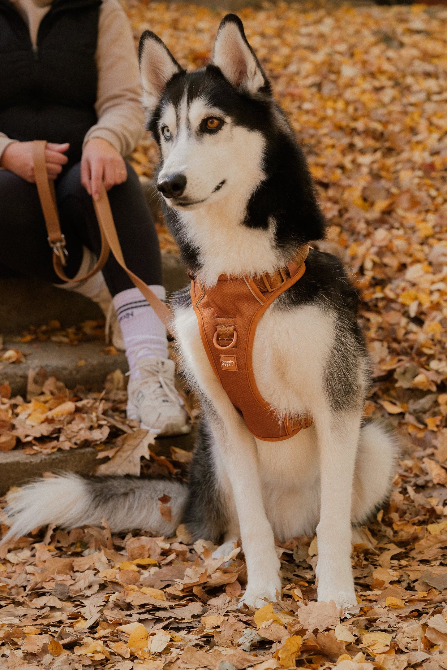 Siberian Husky wearing a brown harness sitting on a leaf-covered ground.