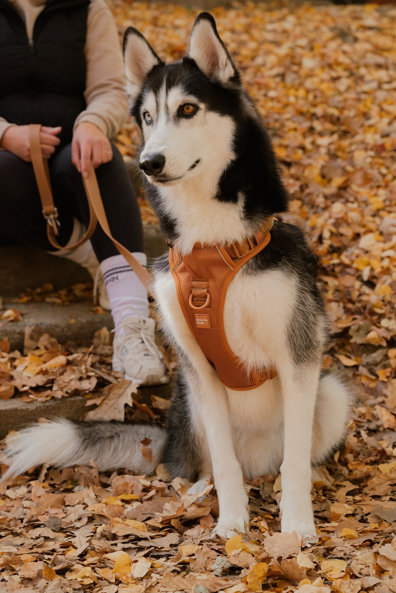 Siberian Husky wearing a brown harness sitting on a leaf-covered ground.
