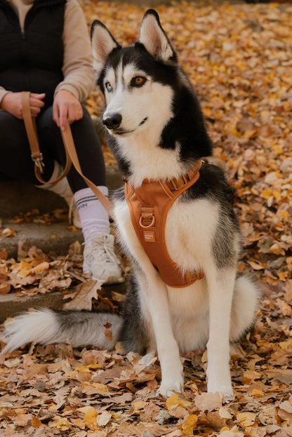 Siberian Husky wearing a brown harness sitting on a leaf-covered ground.