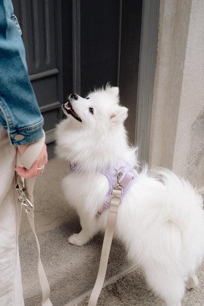 White dog on a leash standing next to a person, with a door and wall in the background.