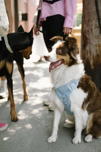 Dog wearing a blue harness sitting on a sidewalk with another dog in the background.