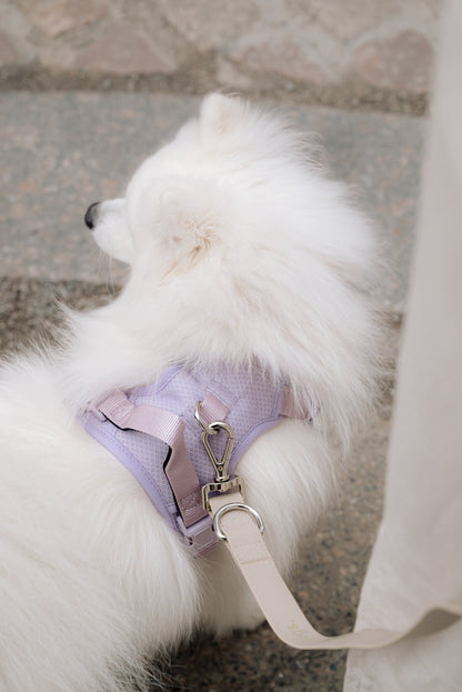 White dog wearing a purple harness with a leash on a stone surface