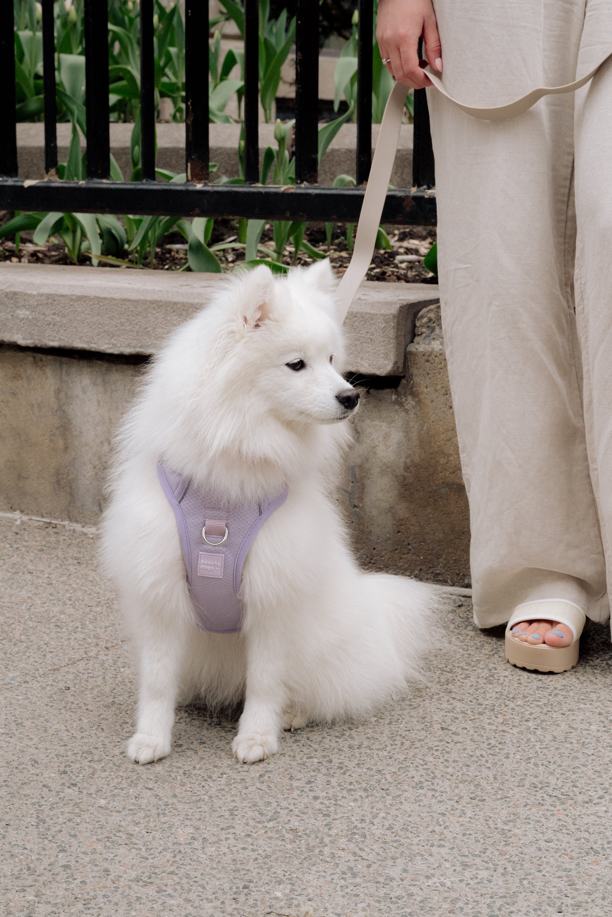White dog on a leash with a person wearing beige pants and sandals, standing on a sidewalk.