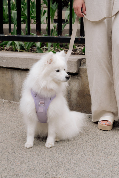 White dog on a leash with a person wearing beige pants and sandals, standing on a sidewalk.