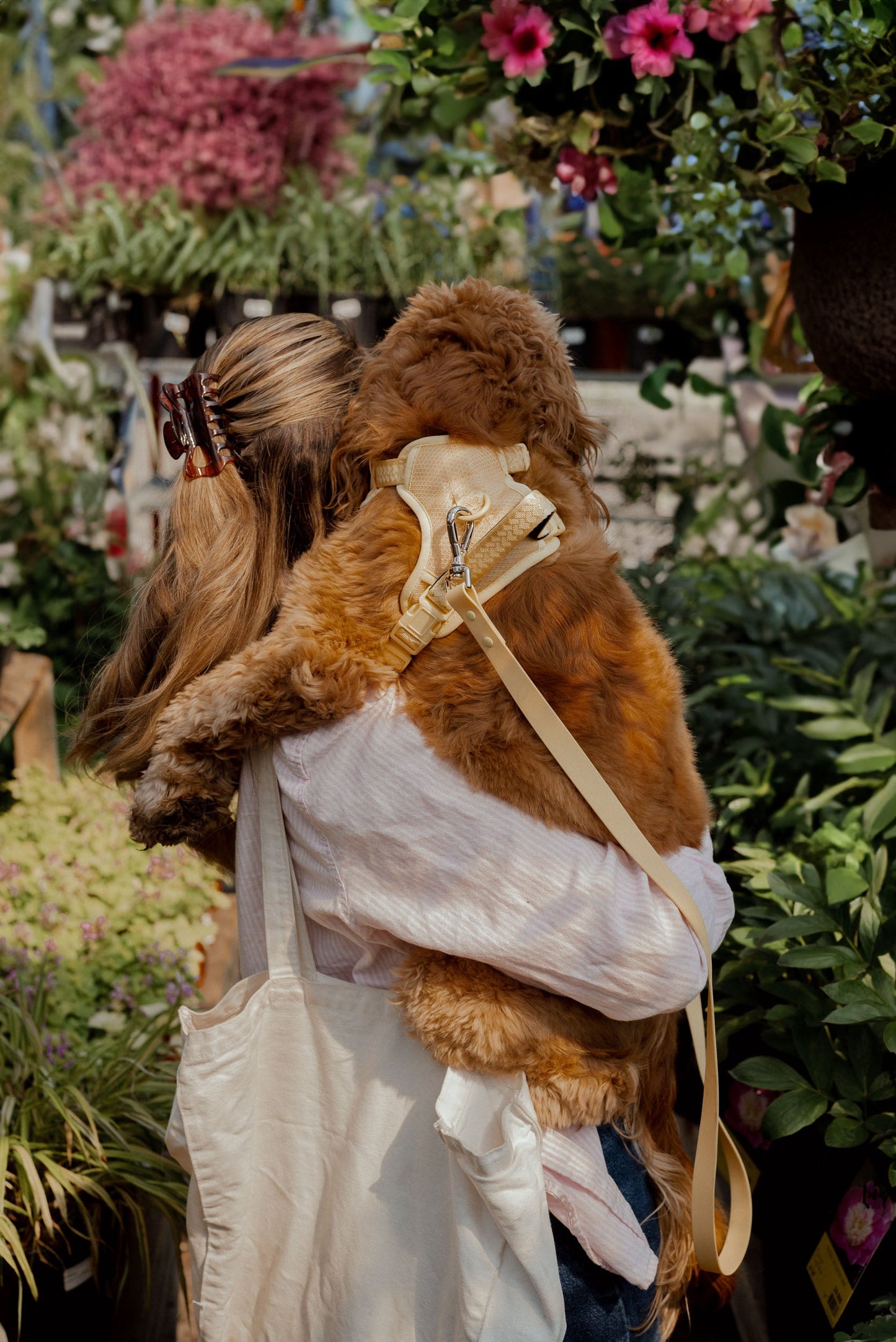 Person holding a brown dog with the limoncello harness and hands free leash with flowers and plants in the background
