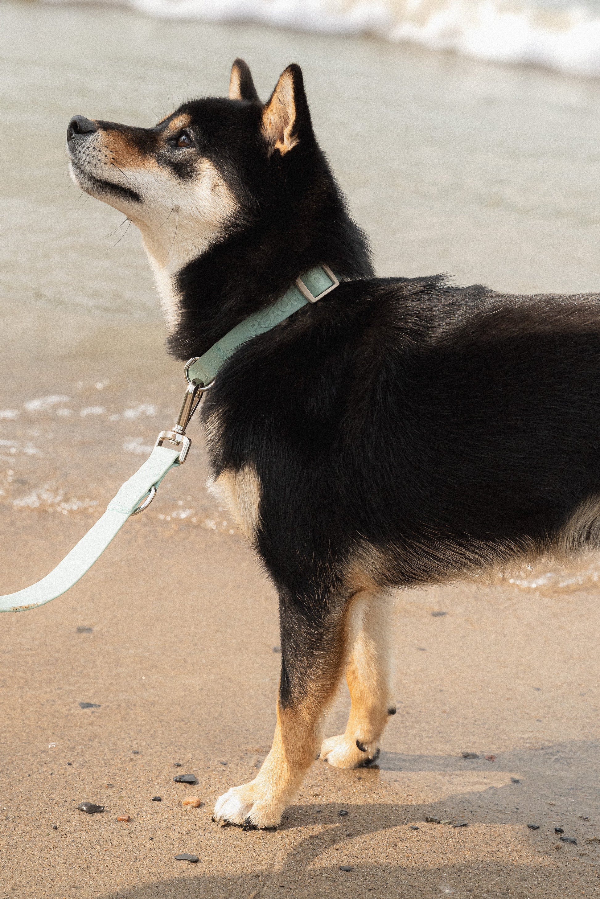 Dog on a leash standing on a sandy beach