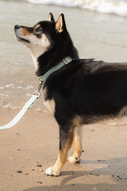 Dog on a leash standing on a sandy beach