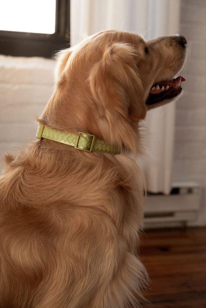 Golden retriever wearing a green collar indoors with a neutral background