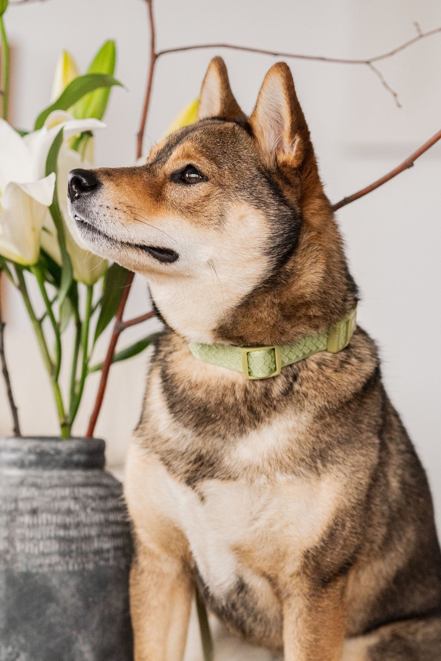 Dog sitting next to a vase with flowers on a light-colored surface