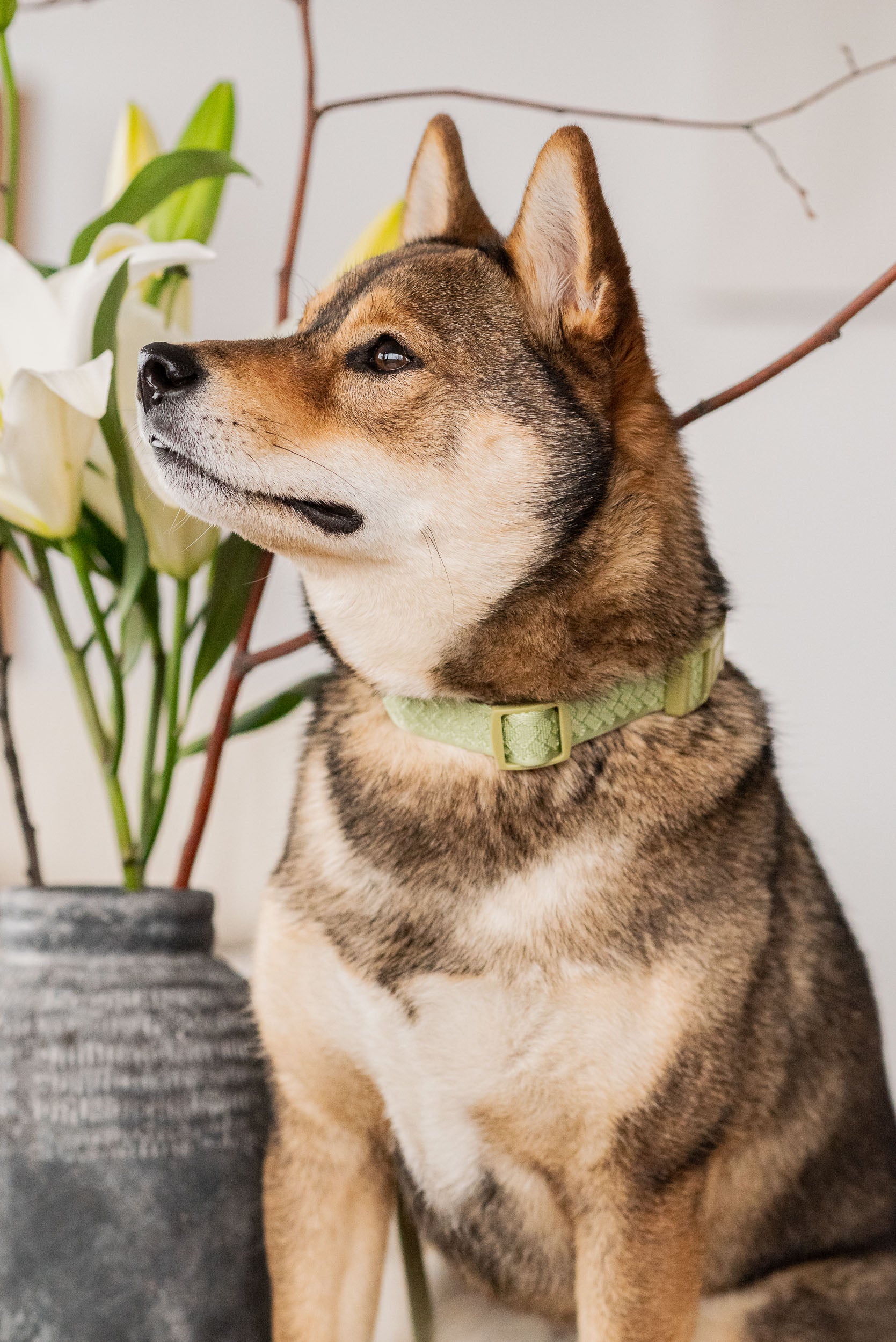 Dog sitting next to a vase with flowers on a light-colored surface