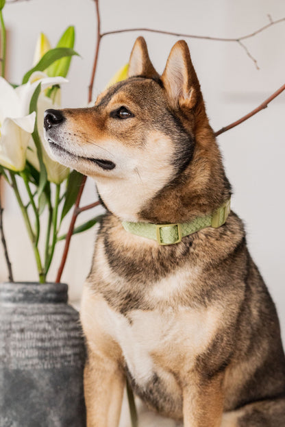 Dog sitting next to a vase with flowers on a light-colored surface
