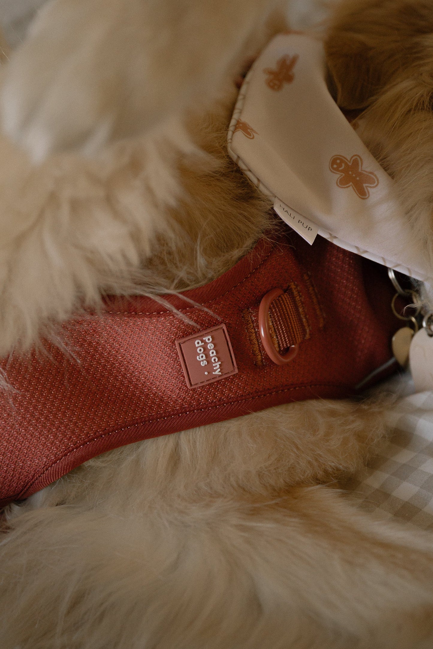 Close-up of a dog wearing a red harness with a brand label, on a soft textured background.