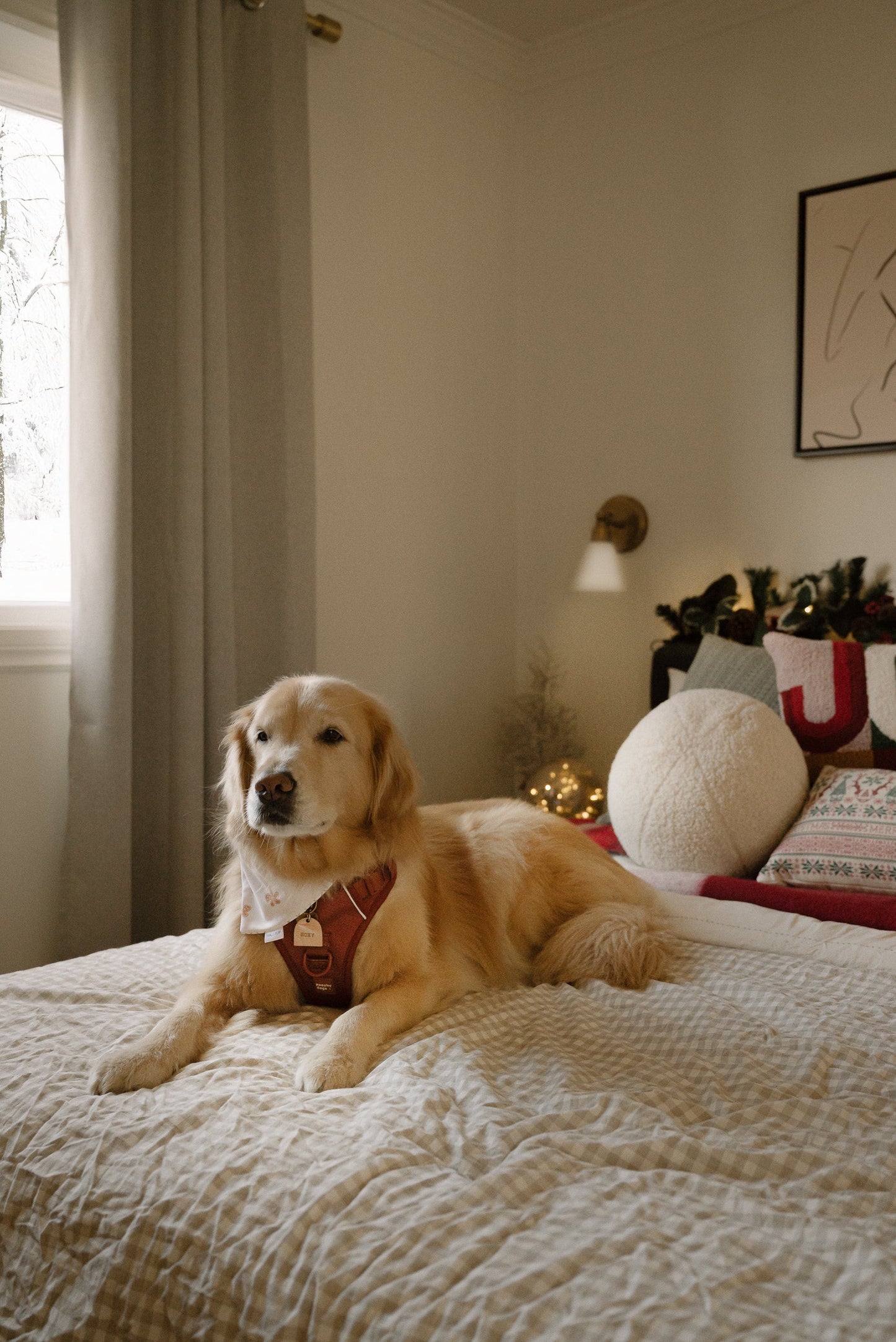 Dog lying on a bed in a cozy room with soft lighting