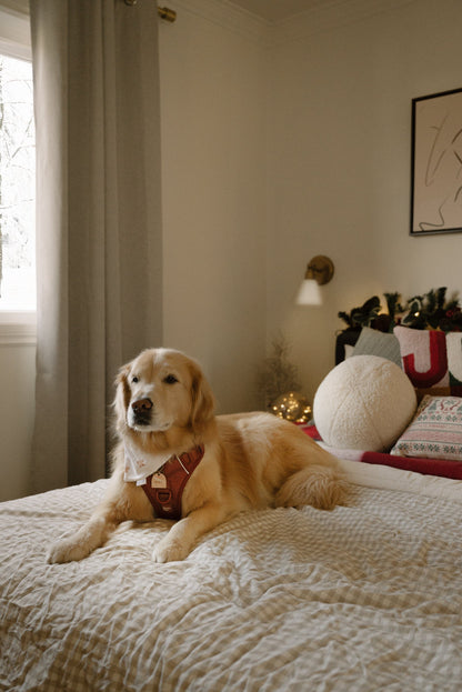 Dog lying on a bed in a cozy room with soft lighting