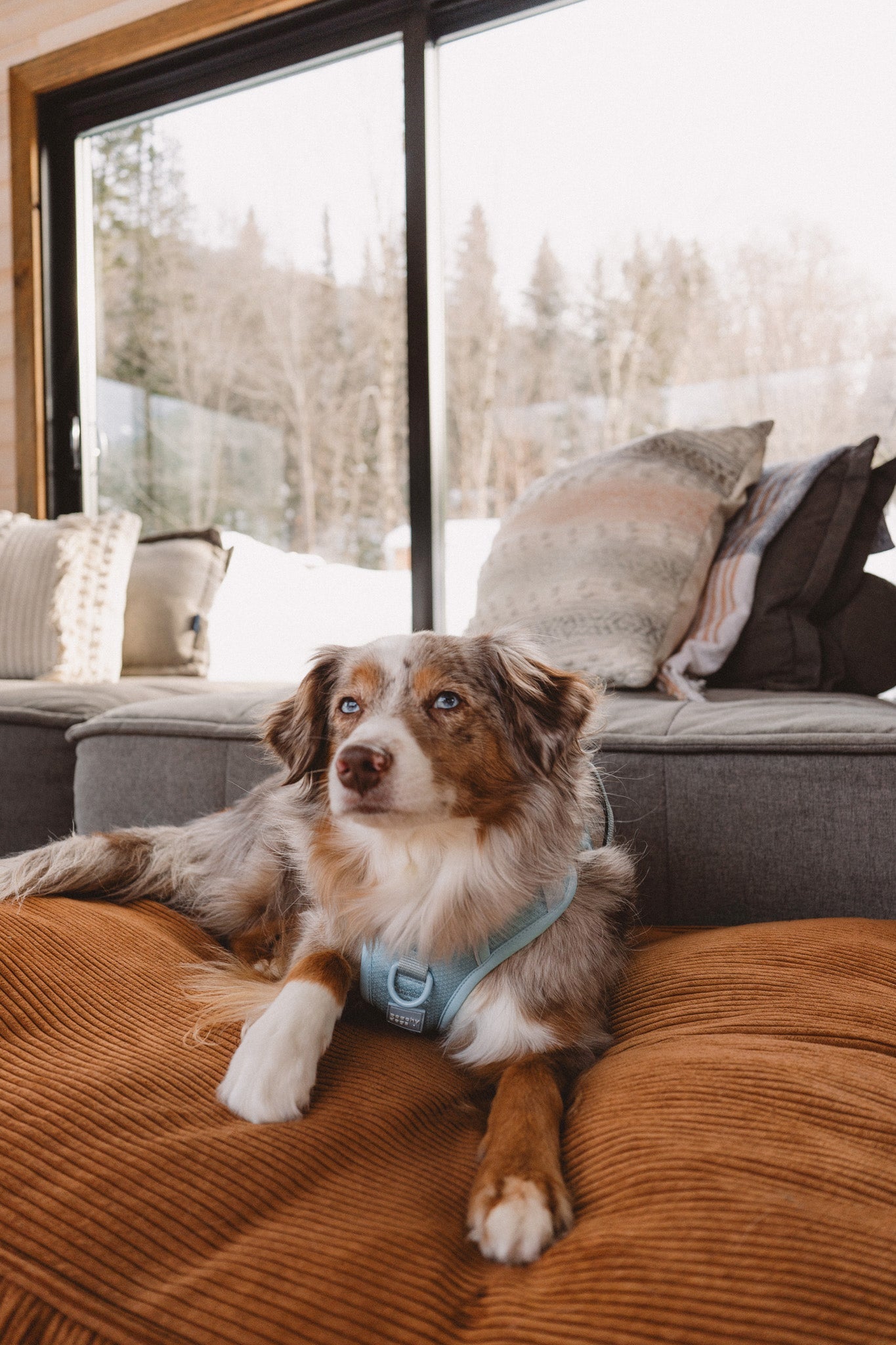 Dog sitting on a brown couch with a snowy landscape outside