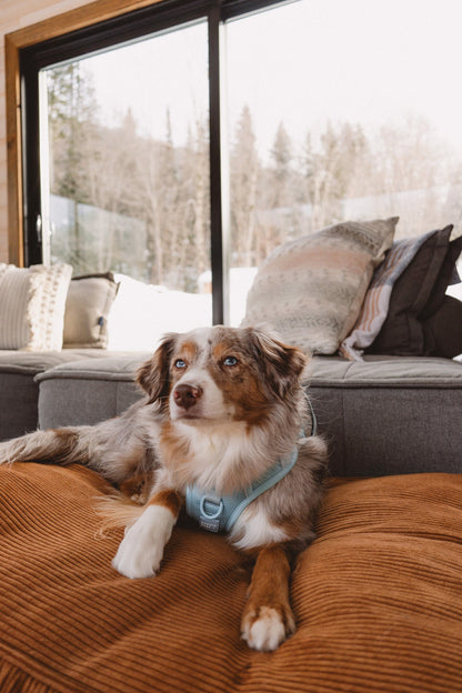 Dog sitting on a brown couch with a snowy landscape outside